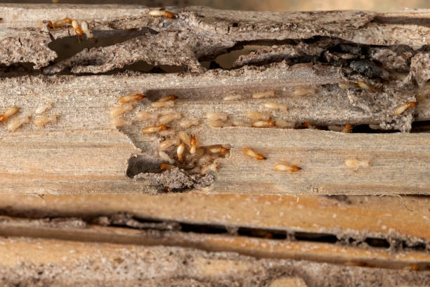 Best Wildlife Control Services  in Lochearn, MD
